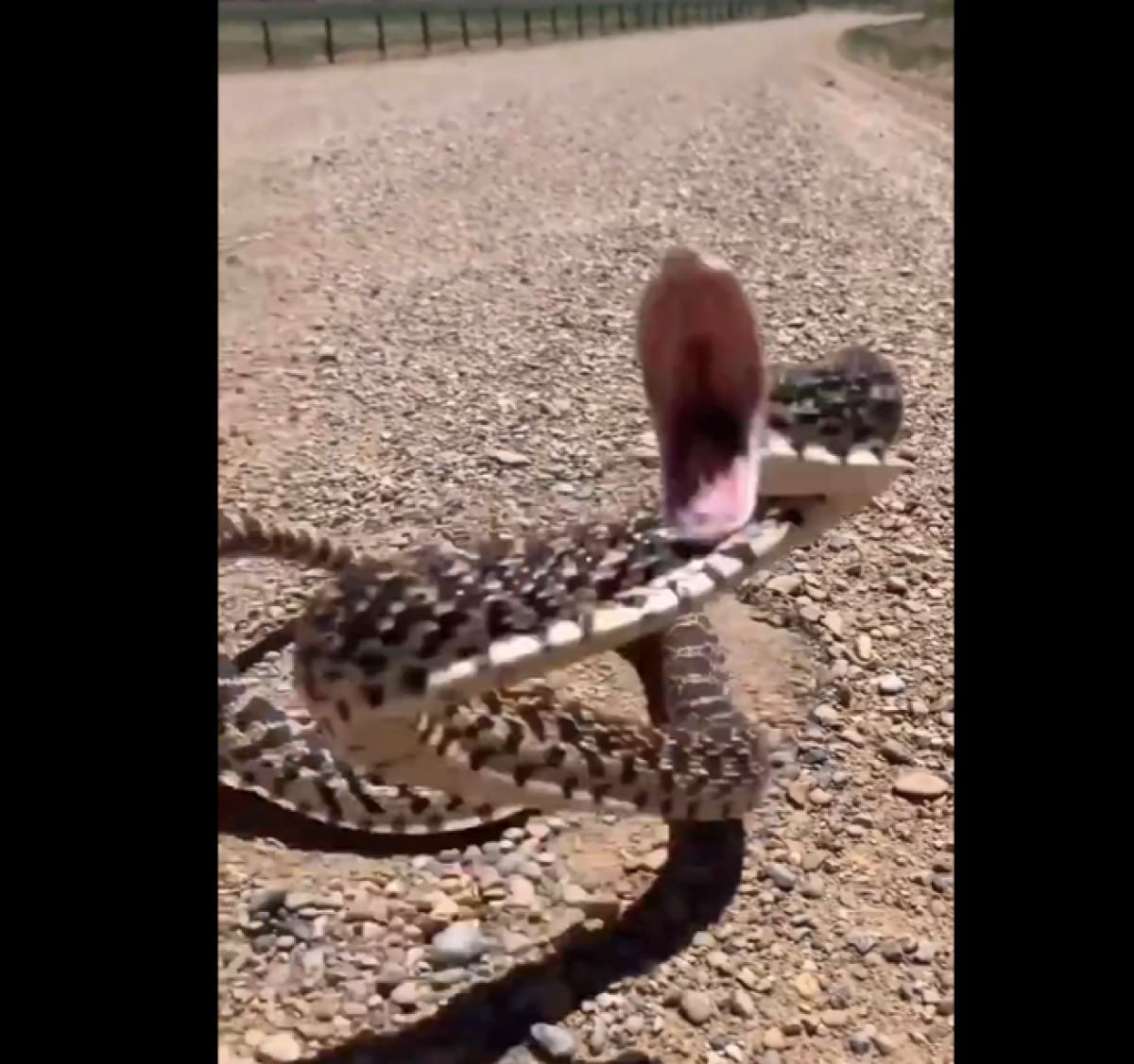 A cobra gopher tem um mecanismo de defesa único, no qual incha o corpo e se enrola na clássica pose de ataque de uma cascavel .