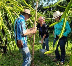 Produtores buscam orientação da Empaer para identificar problema no crescimento da pitaya
