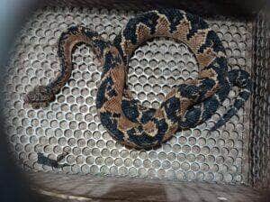 serpente capturada pelo corpo de bombeiros1