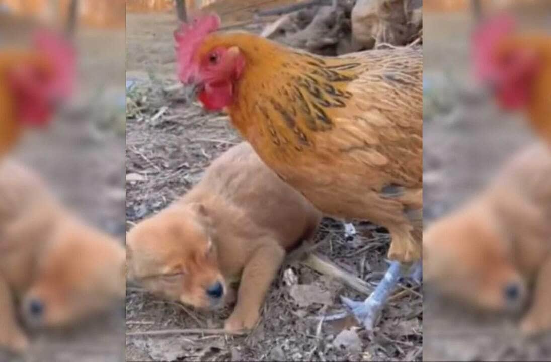 Cachorro ladrão leva surra da galinha, confira o vídeo!