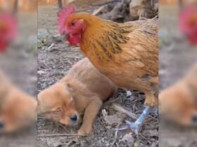 Cachorro ladrão leva surra da galinha, confira o vídeo!