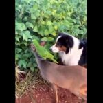 Estão, junto com os corvos, entre as espécies de aves consideradas mais inteligentes.