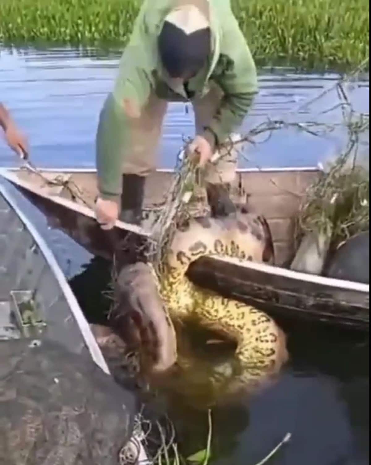 A sucuri é a maior serpente do Brasil, sendo uma cobra não peçonhenta.