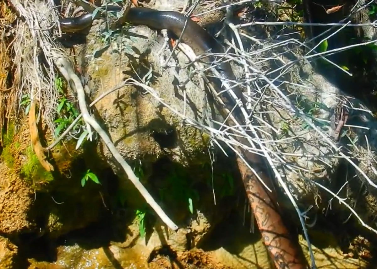 Sucuri toma banho de cachoeira e é levada por correnteza