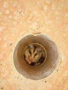Ao menos o gambá-de-orelha-preta (Didelphis aurita), possui uma glândula que exala odor desagradável na região posterior do corpo que é liberado quando o animal se sente ameaçado e é obrigado a se fingir de morto.