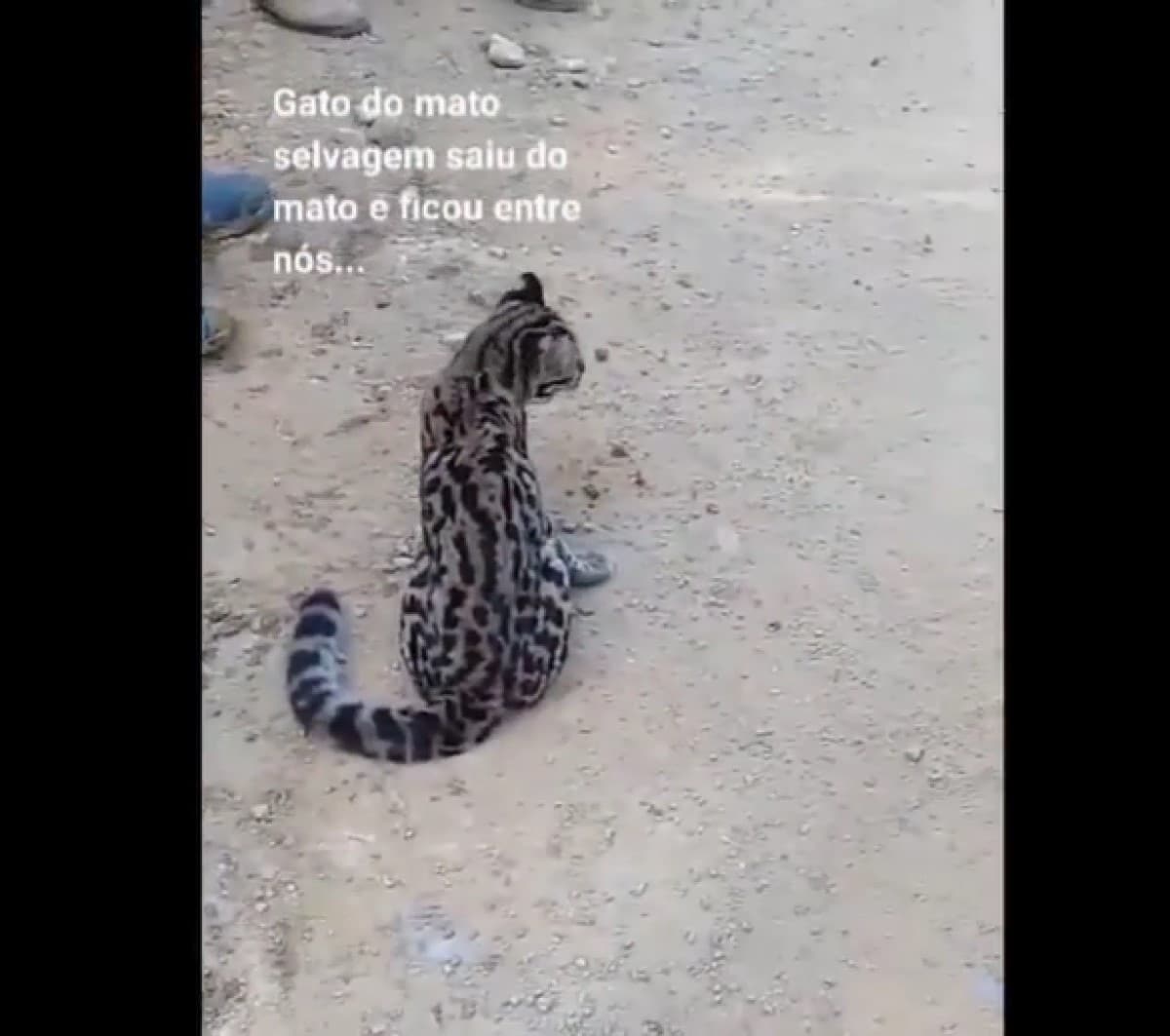 O gato-do-mato-grande (Leopardus geoffroyi) é um mamífero carnívoro da família dos felídeos, encontrado nas regiões sul e central da América do Sul, geralmente em áreas mais abertas que os demais gatos-do-mato.