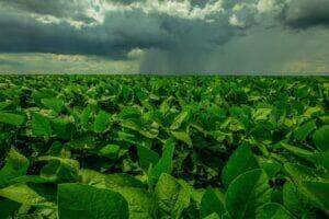Produção de soja em Mato Grosso deve atingir novo recorde com 42,82 milhões de toneladas