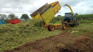 Silagem é produzida com acompanhamento técnico da Empaer para garantir sustento do gado na seca