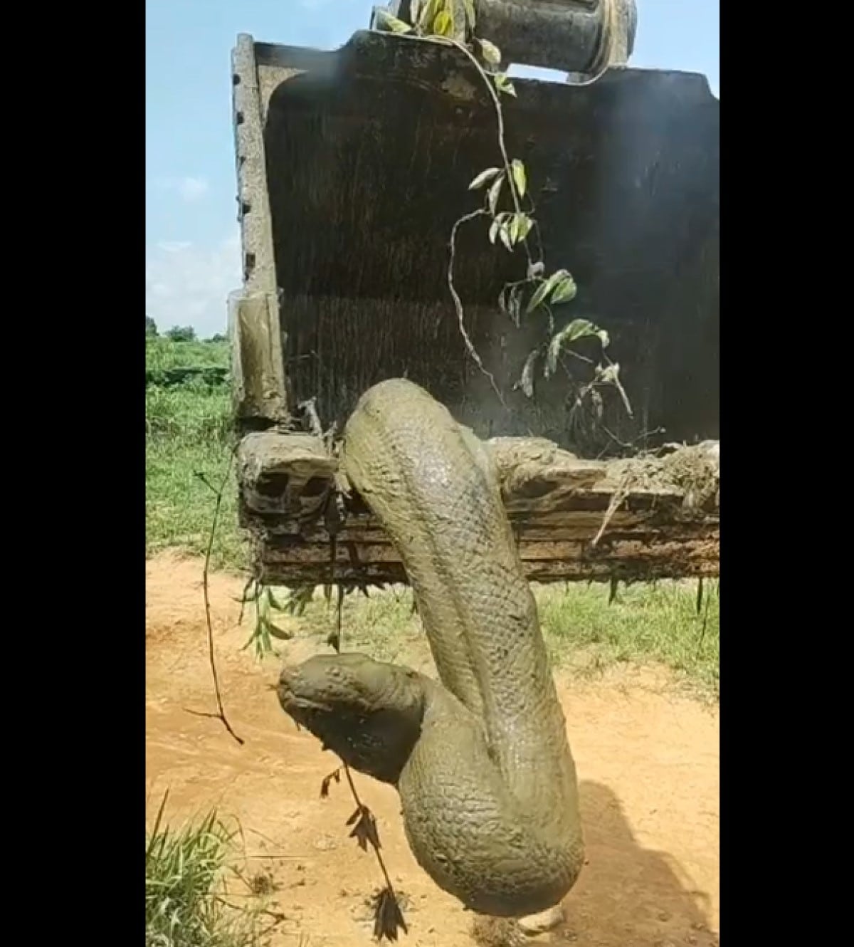 As cobras trocam de pele com o intervalo de dias a meses, variando a temperatura do ambiente, alimentação, saúde e tamanho do animal, isso acontece em média cinco vezes ao ano, em caso de cobras mais novas ocorre com mais frequência.