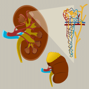 Mais de 10 milhões de brasileiros sofrem com doença renal crônica, que pode estar associada a outras patologias