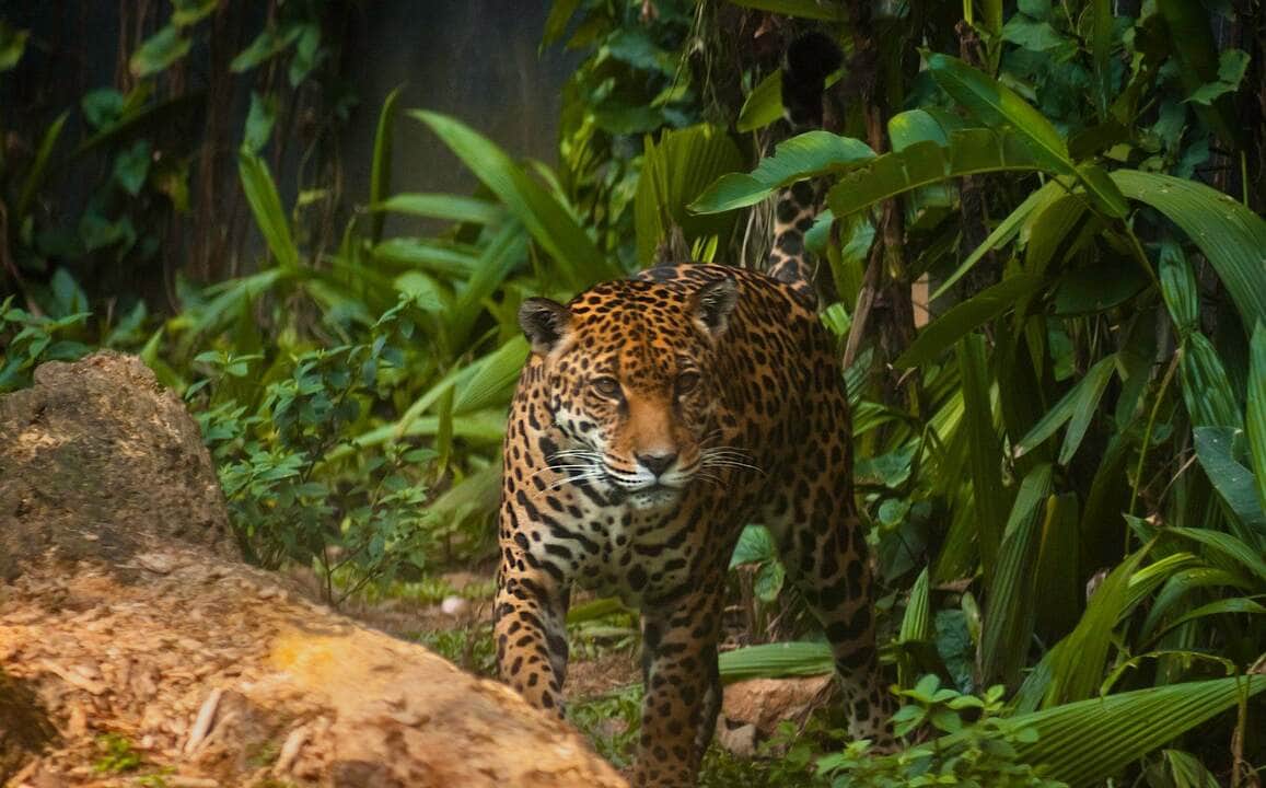 Onça-pintada - Fotos do Canva