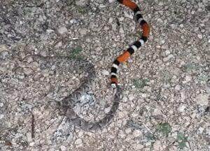 A maior parte das cobras-capelo põe ovos e a maior parte delas os abandona pouco depois da ovoposição.