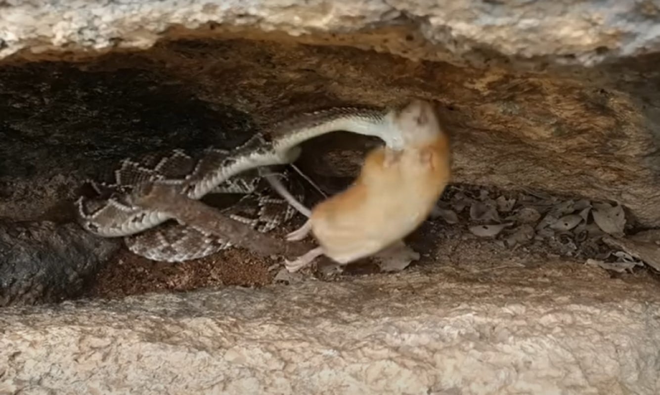 A cascavel, por razões não bem entendidas, em vez de sair completamente de sua pele antiga, mantém parte dela enrolada na cauda em forma de um anel cinzento grosseiro.