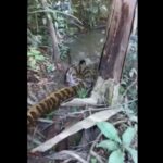 As cobras trocam de pele com o intervalo de dias a meses, variando a temperatura do ambiente, alimentação, saúde e tamanho do animal, isso acontece em média cinco vezes ao ano, em caso de cobras mais novas ocorre com mais frequência.