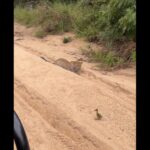 Além de possuir uma força excepcional, a onça-pintada é a que possui maior poder em suas mordidas, entre os grandes felinos do planeta.