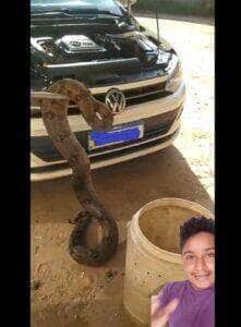 A jiboia é uma serpente da família Boidae, sendo encontrada nas Américas, África, na Europa, na Ásia e em algumas Ilhas do Oceano Pacífico.
