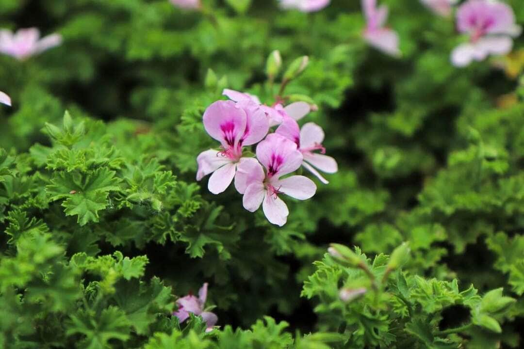 A citronella plant in full bloom with pink flowers - Fotos do Canva