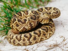 Closeup Photo of an Eastern Diamondback Rattlesnake - Fotos do Canva