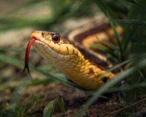 Cobra marrom no chão de terra - Fotos do Canva