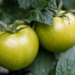 Comer tomate verde pode prevenir o câncer