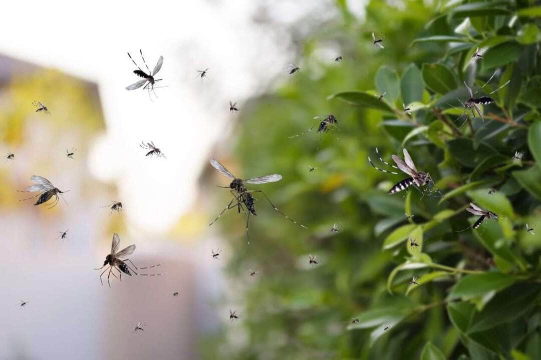 Enxame de mosquitos voam no parque - Fotos do Canva