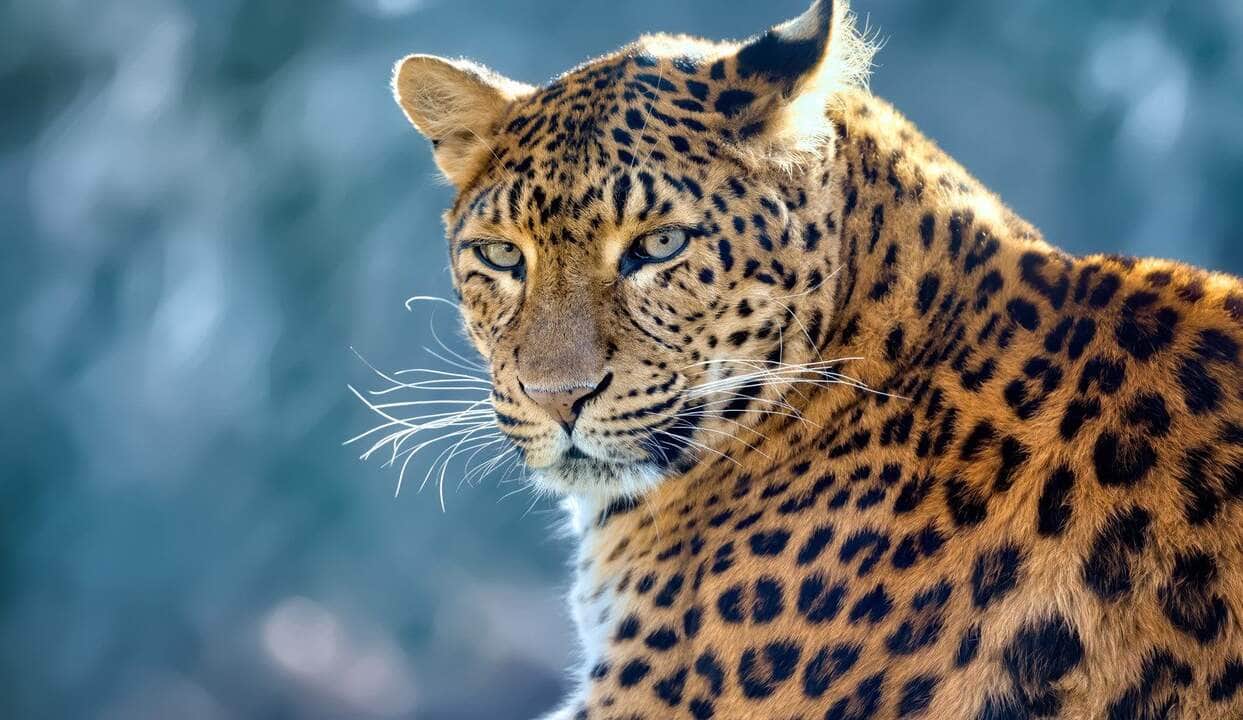 Leopardo Gigante Escala Árvore com Presa em Vídeo Impressionante!