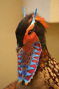 O tragopan de Cabot se alimenta principalmente no solo, procurando raízes, brotos, brotos, flores, frutas e sementes.