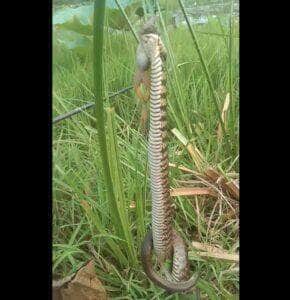 A maior parte das cobras-capelo põe ovos e a maior parte delas os abandona pouco depois da ovoposição.