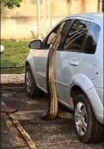 Uma das principais características das cobras sucuris, além do tamanho que chama a atenção, é o dimorfismo sexual, ou seja, nas quatro espécies, as fêmeas são maiores que os machos.