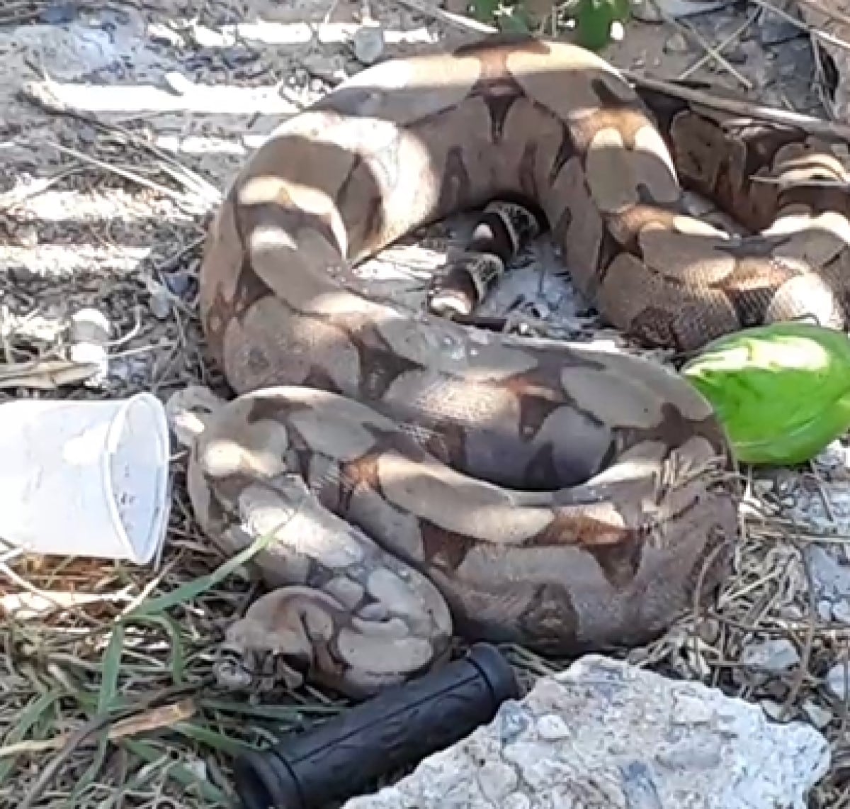 Corpo de Bombeiros resgata cobra mais venenosa do Brasil em residência de  Itaitinga