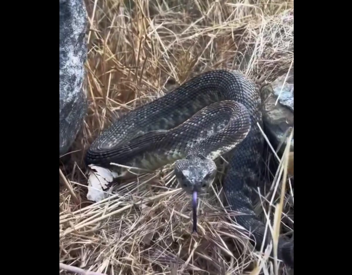 As cascavéis alimentam-se principalmente de pequenos roedores, mas podem fazer uso de seu veneno para fazerem outras vítimas, como pequenas aves, coelhos, lagartos, e, eventualmente, outras serpentes.