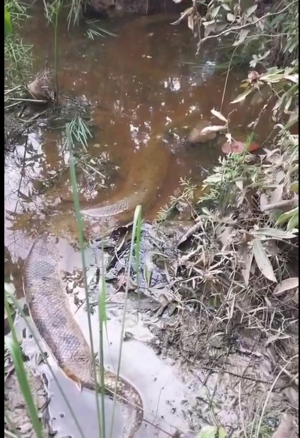 A sucuri, também conhecida por anaconda, é a maior cobra encontrada no Brasil. Assustadora pelo seu tamanho, a sucuri não possui veneno.