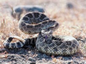 Encontro de cobras, acasalamento de cobras, cobras em barco, pescador flagra cobras - Foto Canva