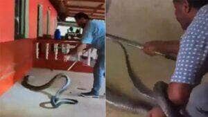 A serpente faz movimento na cabeça, assemelhando-se aos da Najas, ou seja, formando um capelo quando ameaçadas.