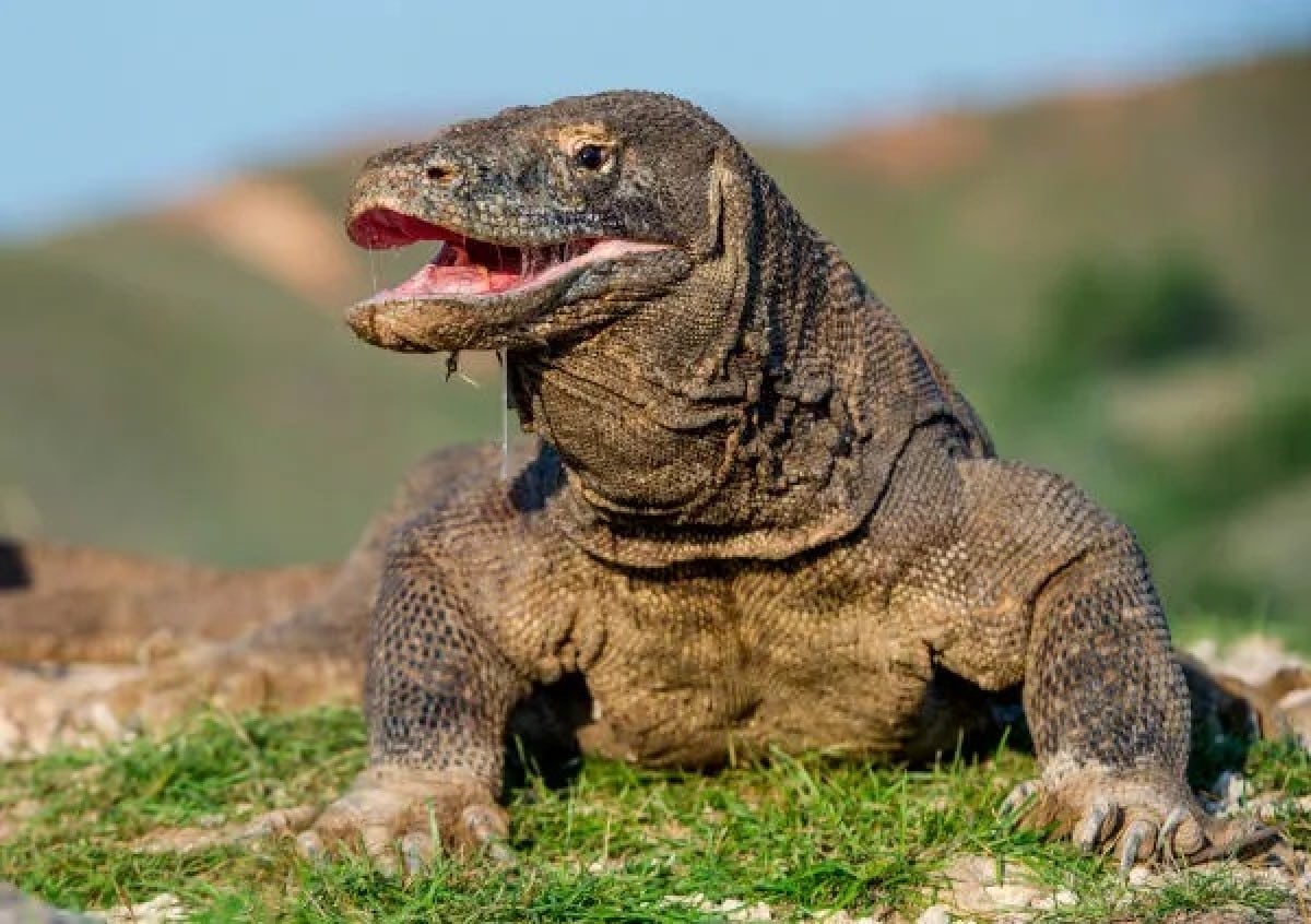 O dragão-de-komodo ocorre exclusivamente na Indonésia e se destaca por ser o maior lagarto do mundo.