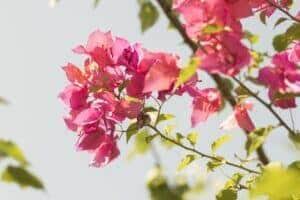 Mensagem de bom dia para esta segunda-feira 22/05