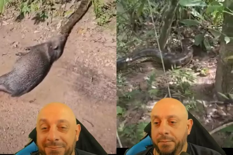 sucuri arrastando porco do mato