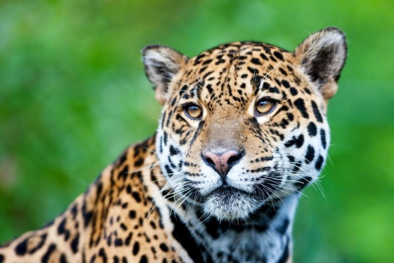 A onça-pintada é considerada a rainha do Pantanal Mato-grossense, sendo o maior felino da América do Sul.