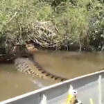 Cobra Gigante assusta amigos em passeio de Canoa