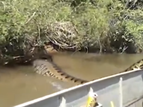 Cobra Gigante assusta amigos em passeio de Canoa