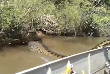 Cobra Gigante assusta amigos em passeio de Canoa