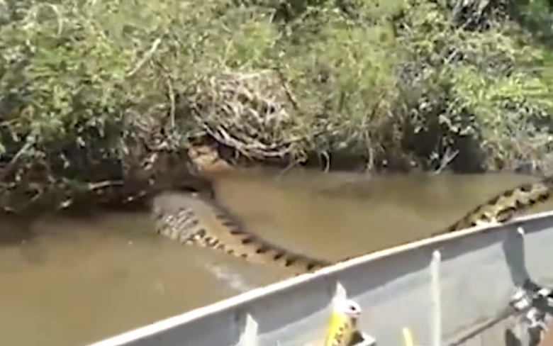 Cobra Gigante assusta amigos em passeio de Canoa
