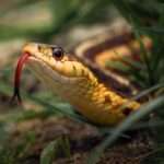 Água fresca! linda imagem de cobra jararaca tomando água  - Fotos do Canva