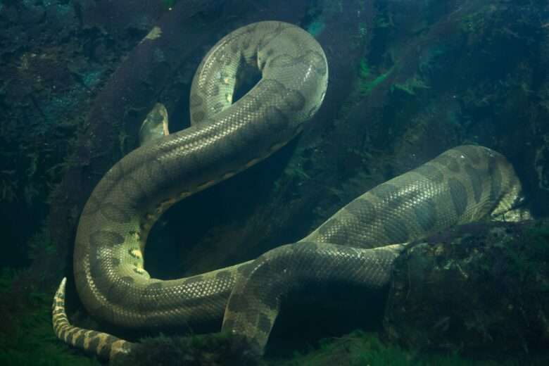 Cobra Sucuri (Eunectes murinus). - Fotos do Canva