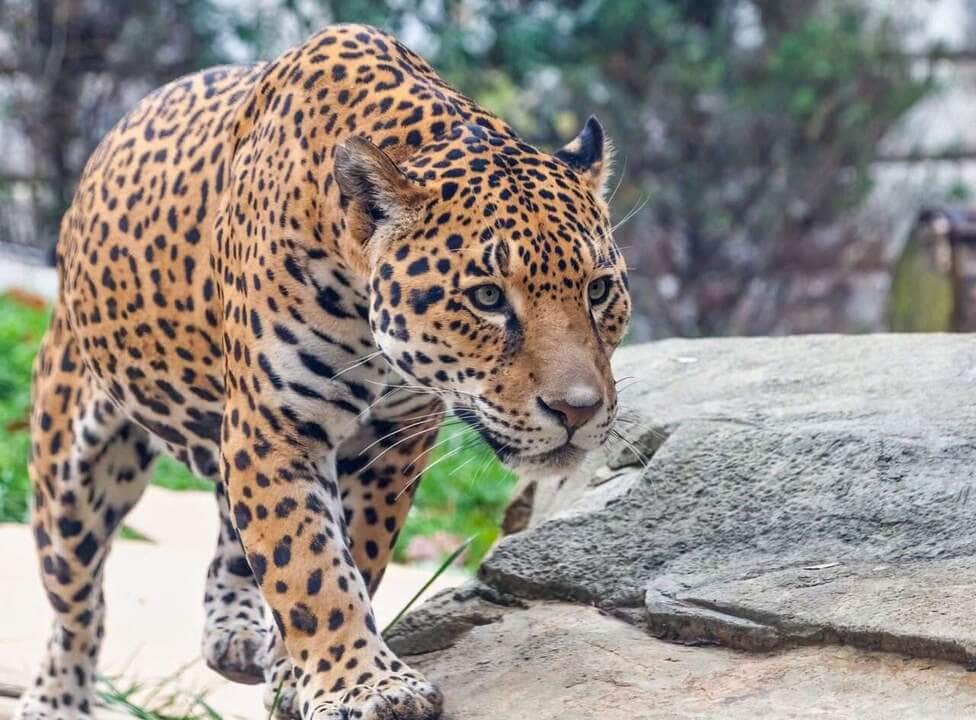 Policial militar de Mato Grosso é condenado por hospedar "caçadores" de onças vindos de outros países