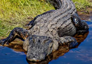 Resgate de jacaré vira surpresa inesperada para equipe de bombeiros