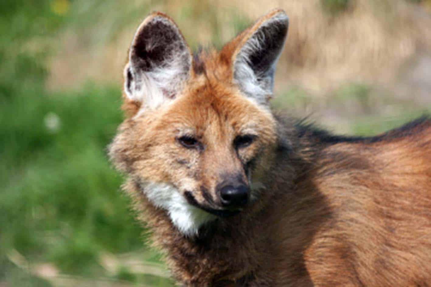 o lobo-guará é um grande canídeo silvestre de pernas longas e negras, ícone do Cerrado do interior do país e ameaçado de extinção.