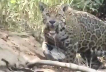 O maior desafio desses maravilhosos felinos, a onça-pintada, é sobreviver em espaços cada vez menores por conta do desmatamento e destruição de seu habitat natural.