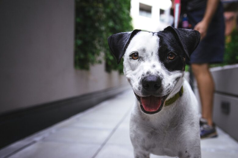 2020.03 Saude pet Pulgas carrapatos e a Leishmaniose Visceral podem ser prevenidas com eficacia