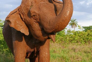 As presas de um elefante são os segundos incisivos superiores. As presas crescem continuamente; as presas de um adulto médio crescem aproximadamente 15 cm por ano